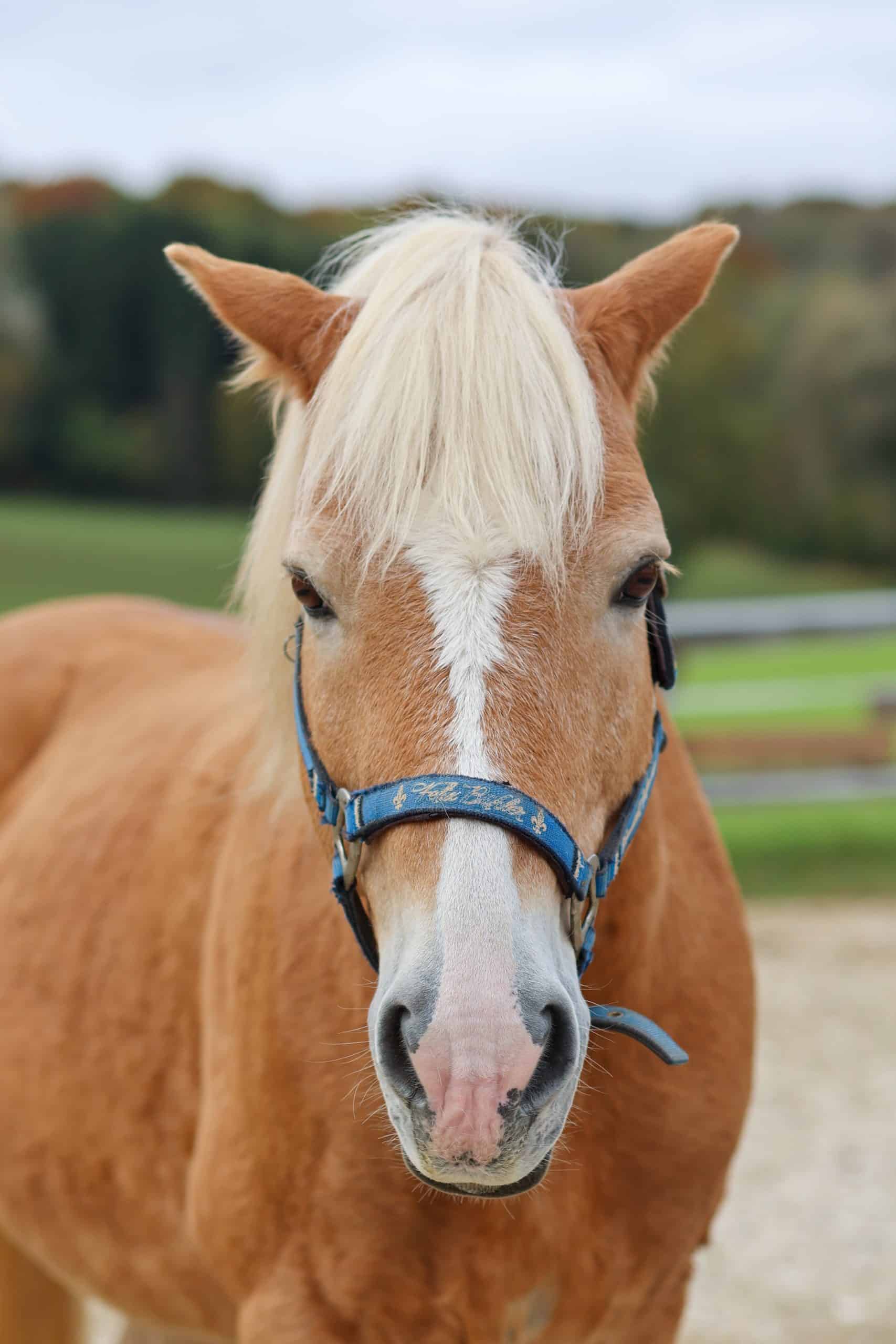 Haflinger Amadeus beim Reiten