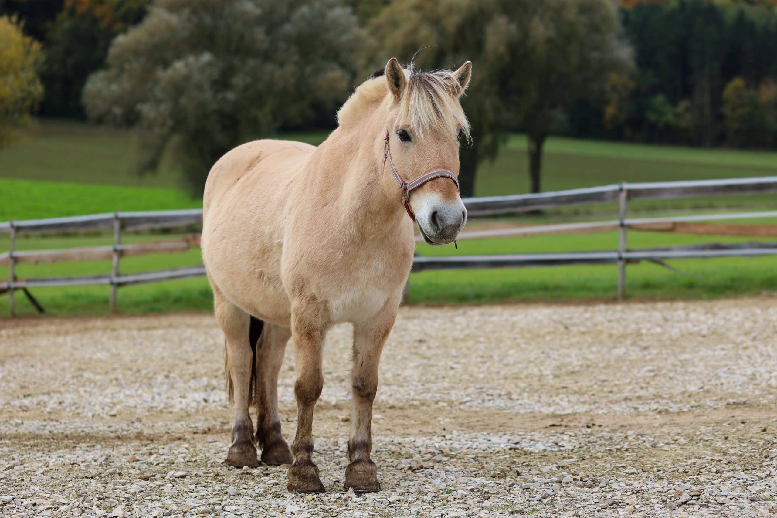 Fjordstute Ora auf dem Reitplatz