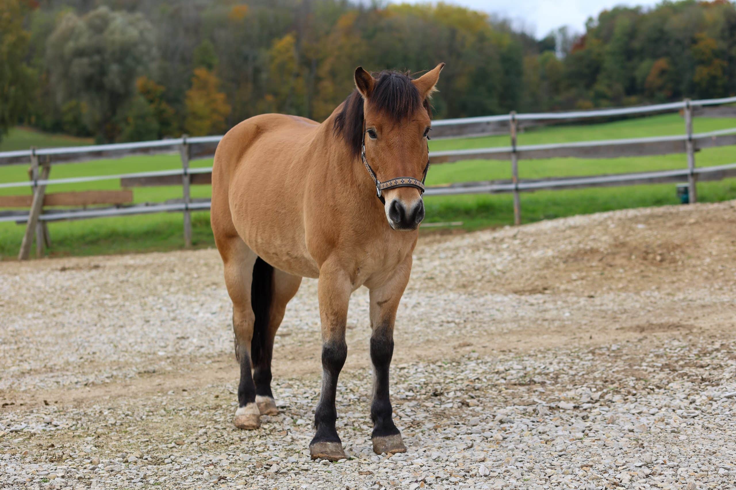 Pony-Mix Joker im Westernstil