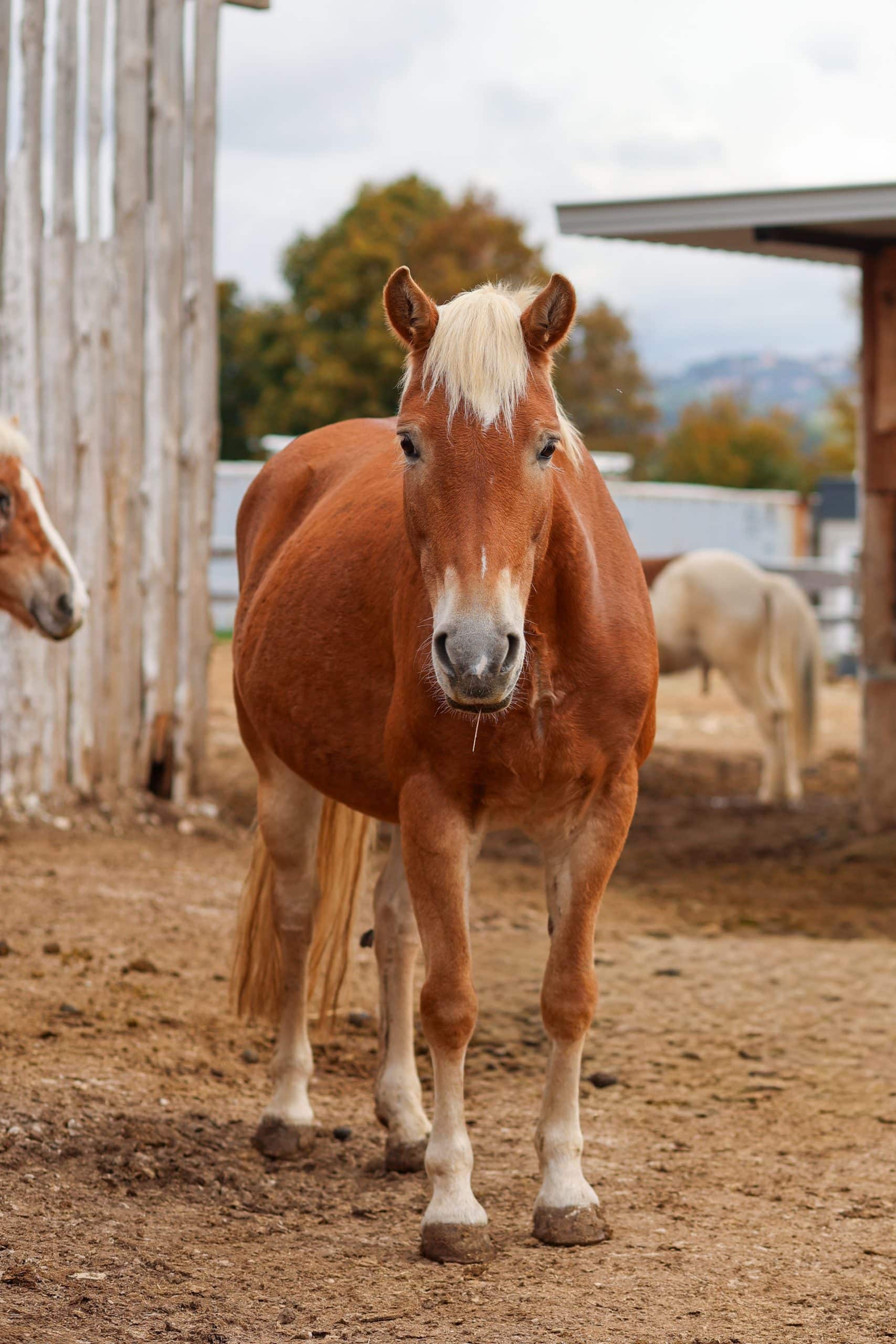 Haflingerstute Bella beim Anreiten
