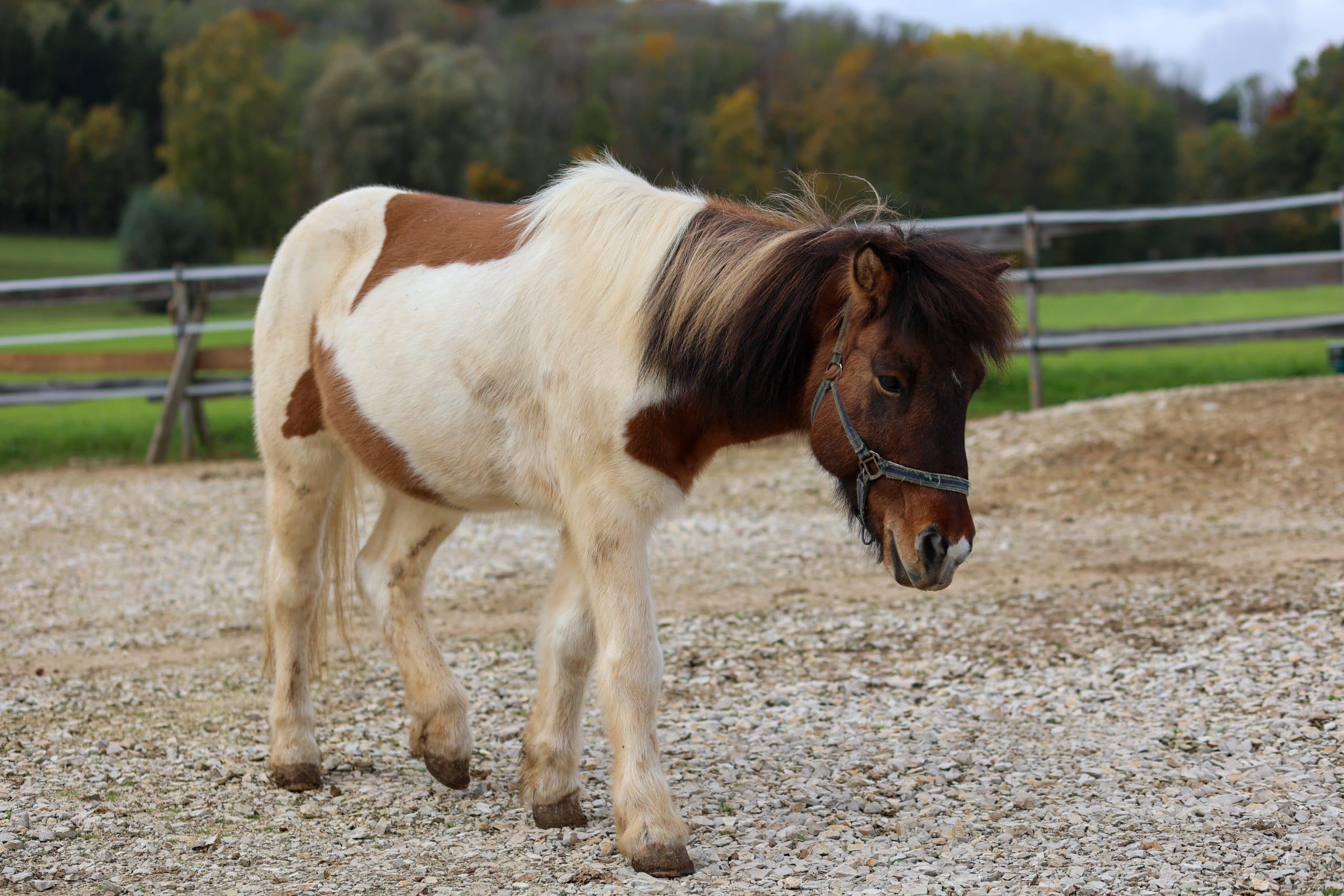 Islandpony Viggur beim Toben