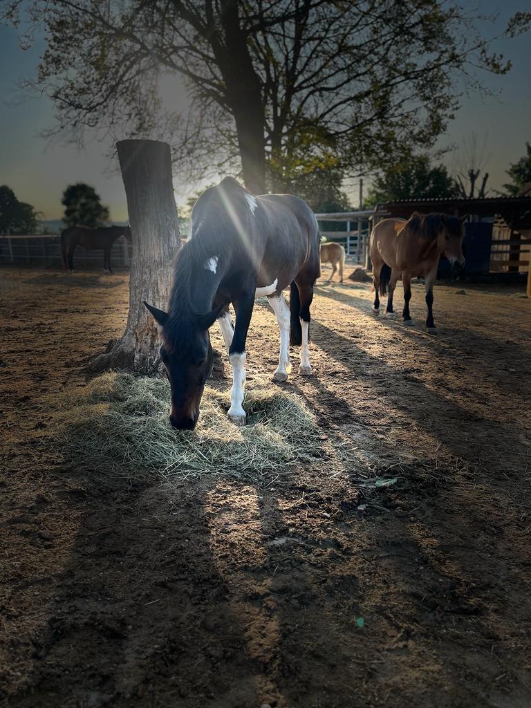 Huzulepony Rudolf auf der Koppel