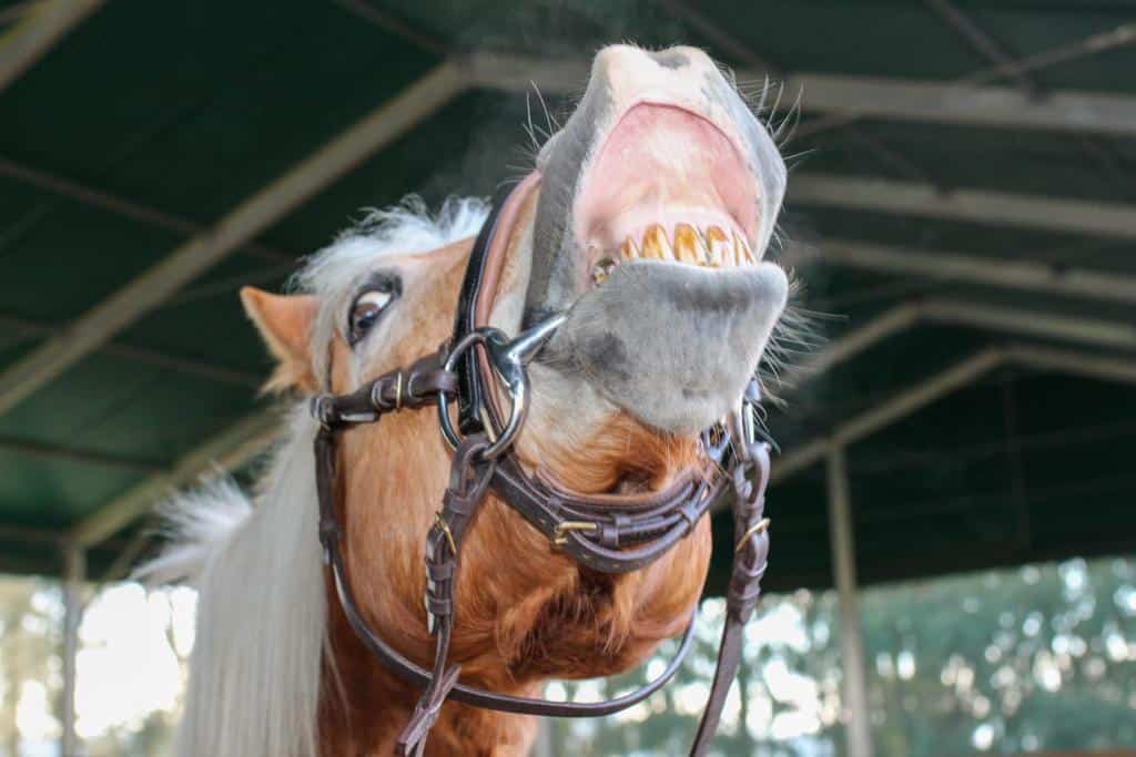 Pferde und Kinder beim gemeinsamen Führen