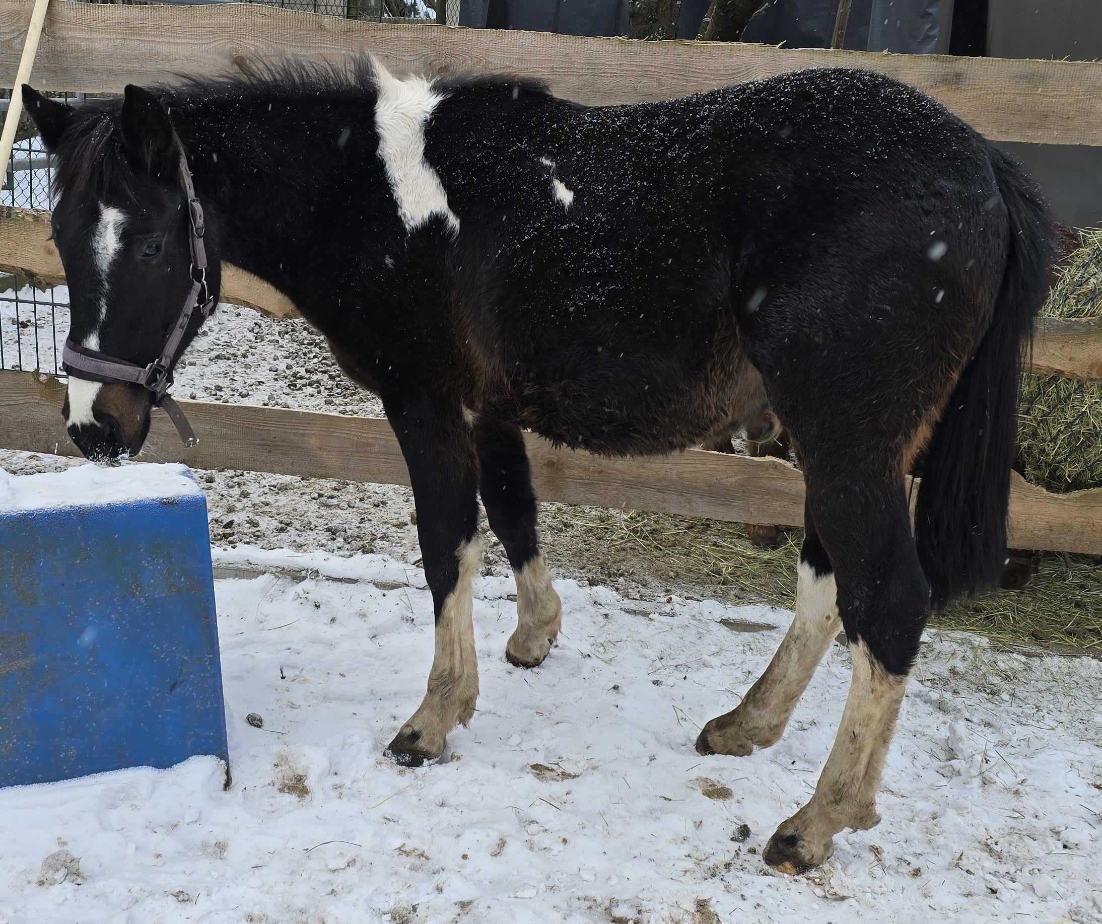 Unsere Tiere Ludwig Lewitzer
