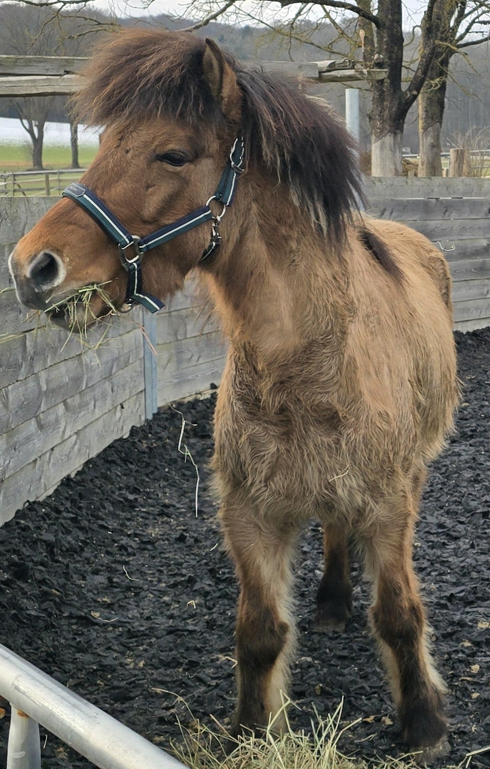Unsere Tiere Fafnir Islandpferd