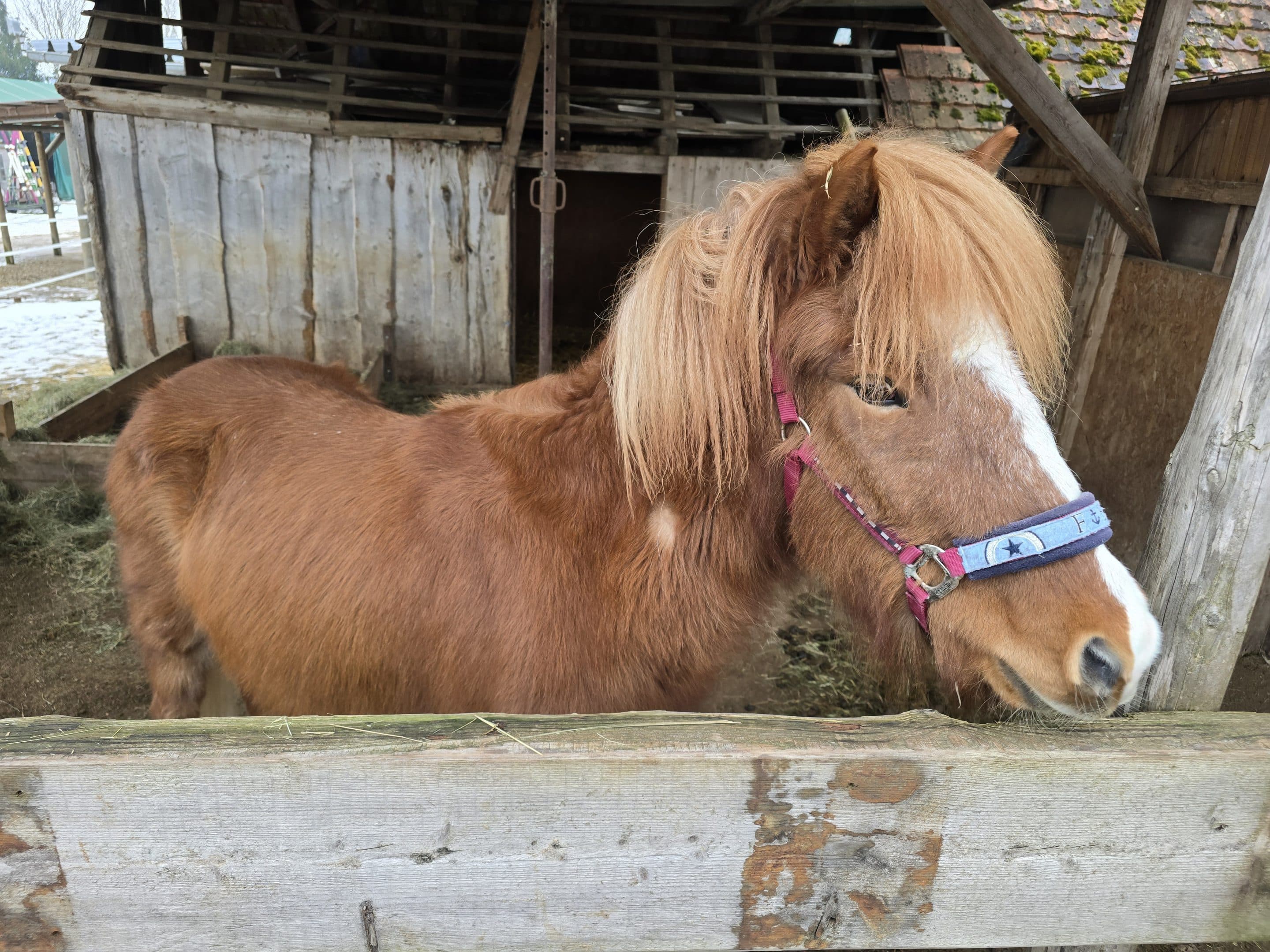 Unsere Tiere Venja Islandpferd