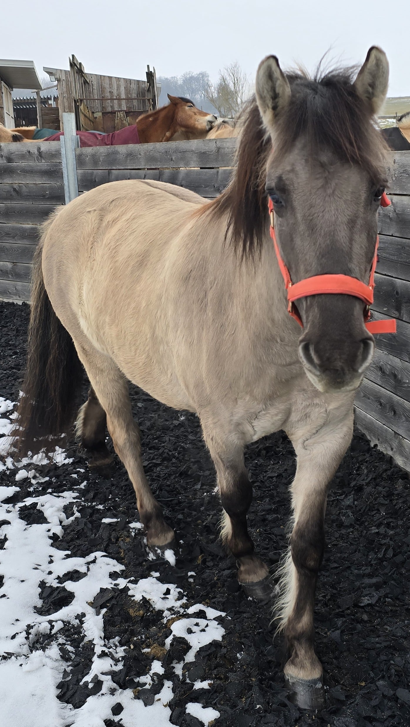 Unsere Tiere Olaf Konik