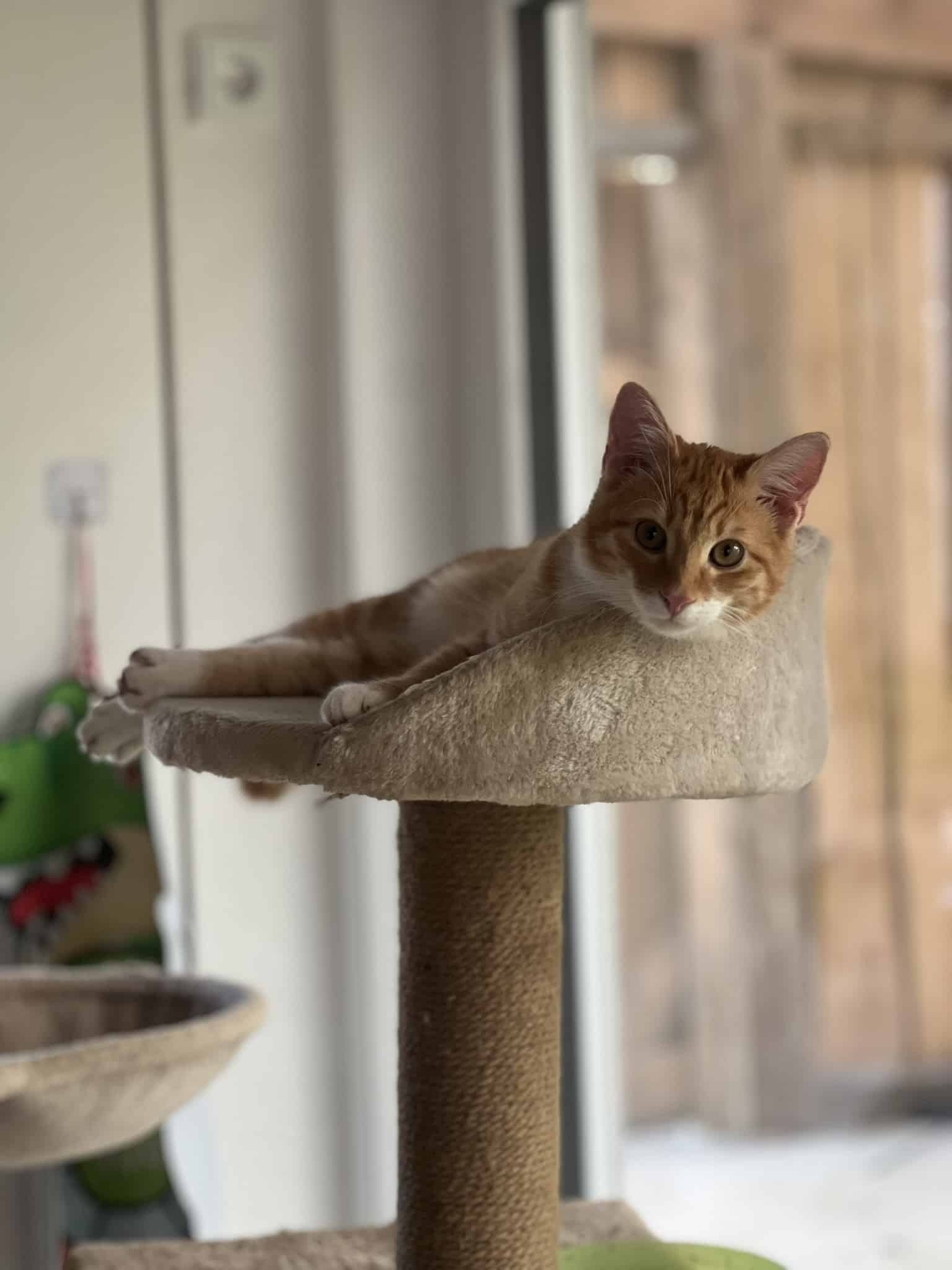Unsere Tiere Leo Hofkatze