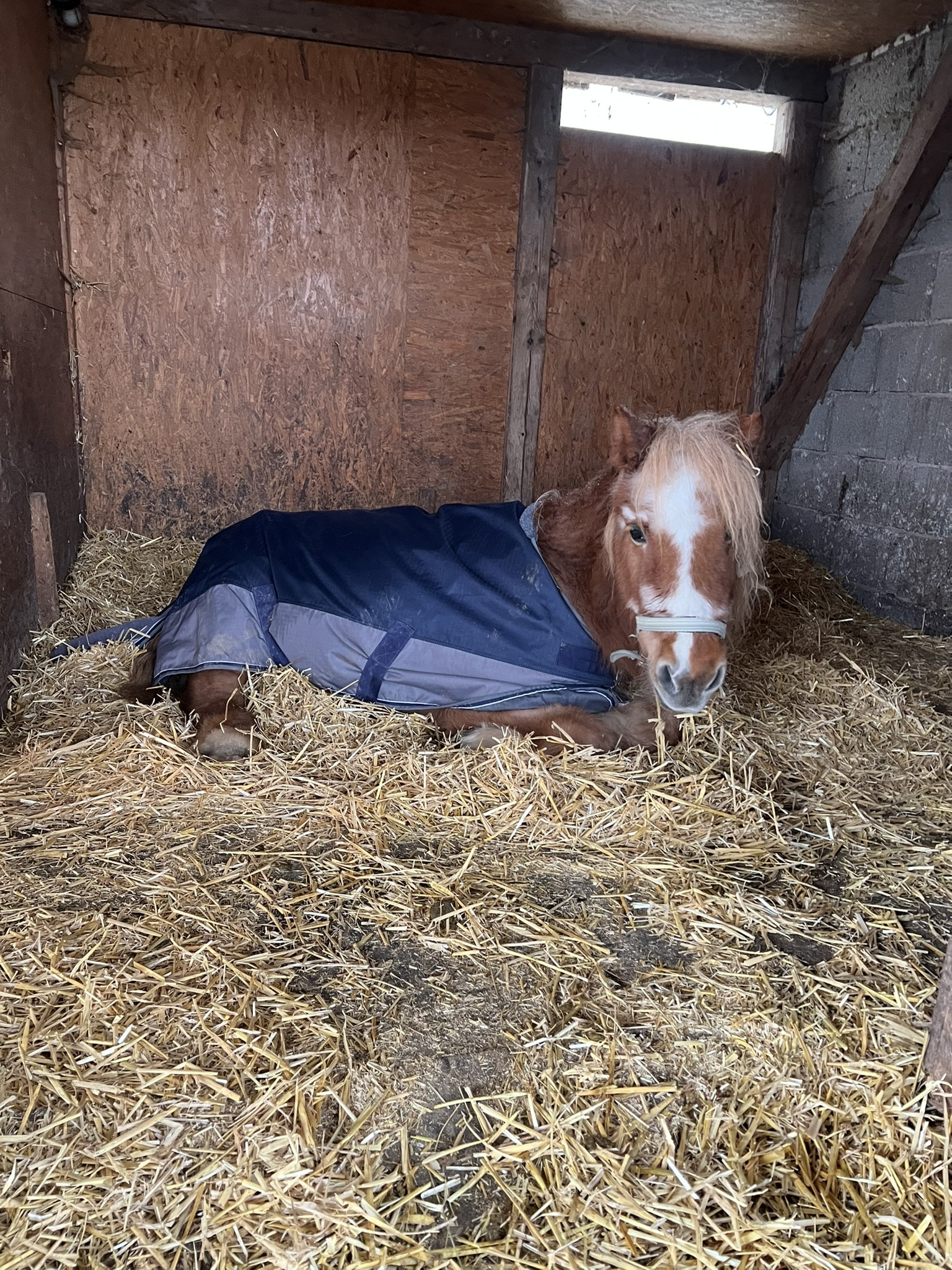 Unsere Tiere Pauline Shetlandpony