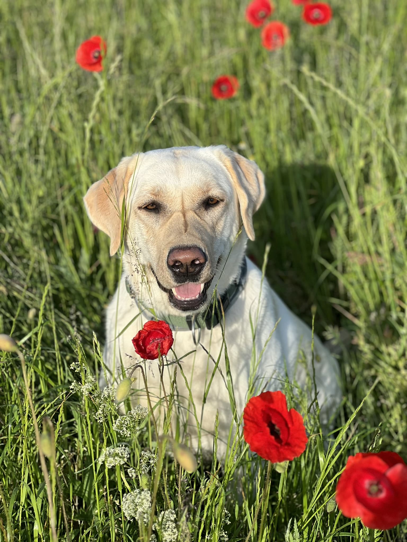 Unsere Tiere Sammy Labrador