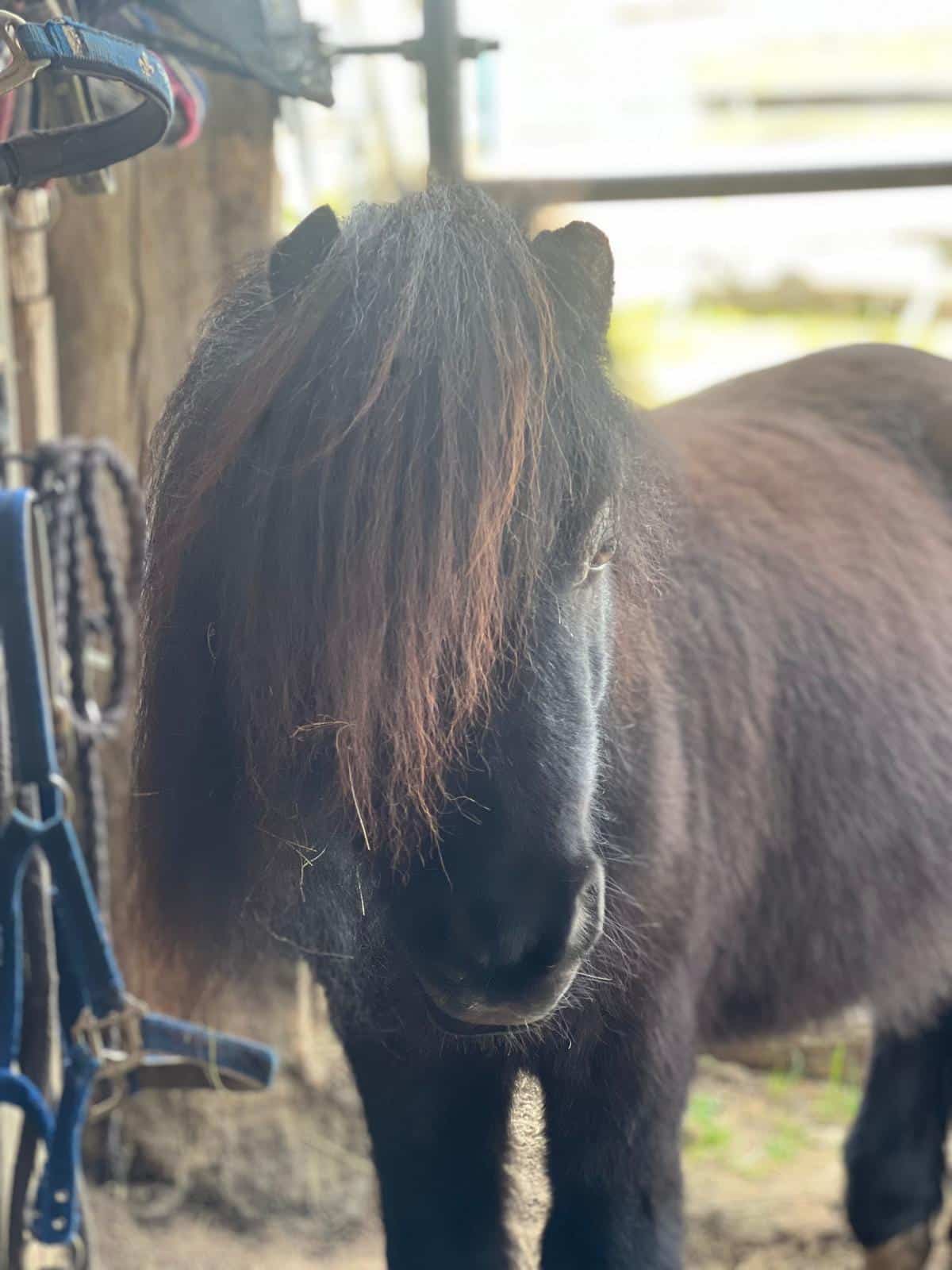 Unsere Tiere Manni Shetlandpony