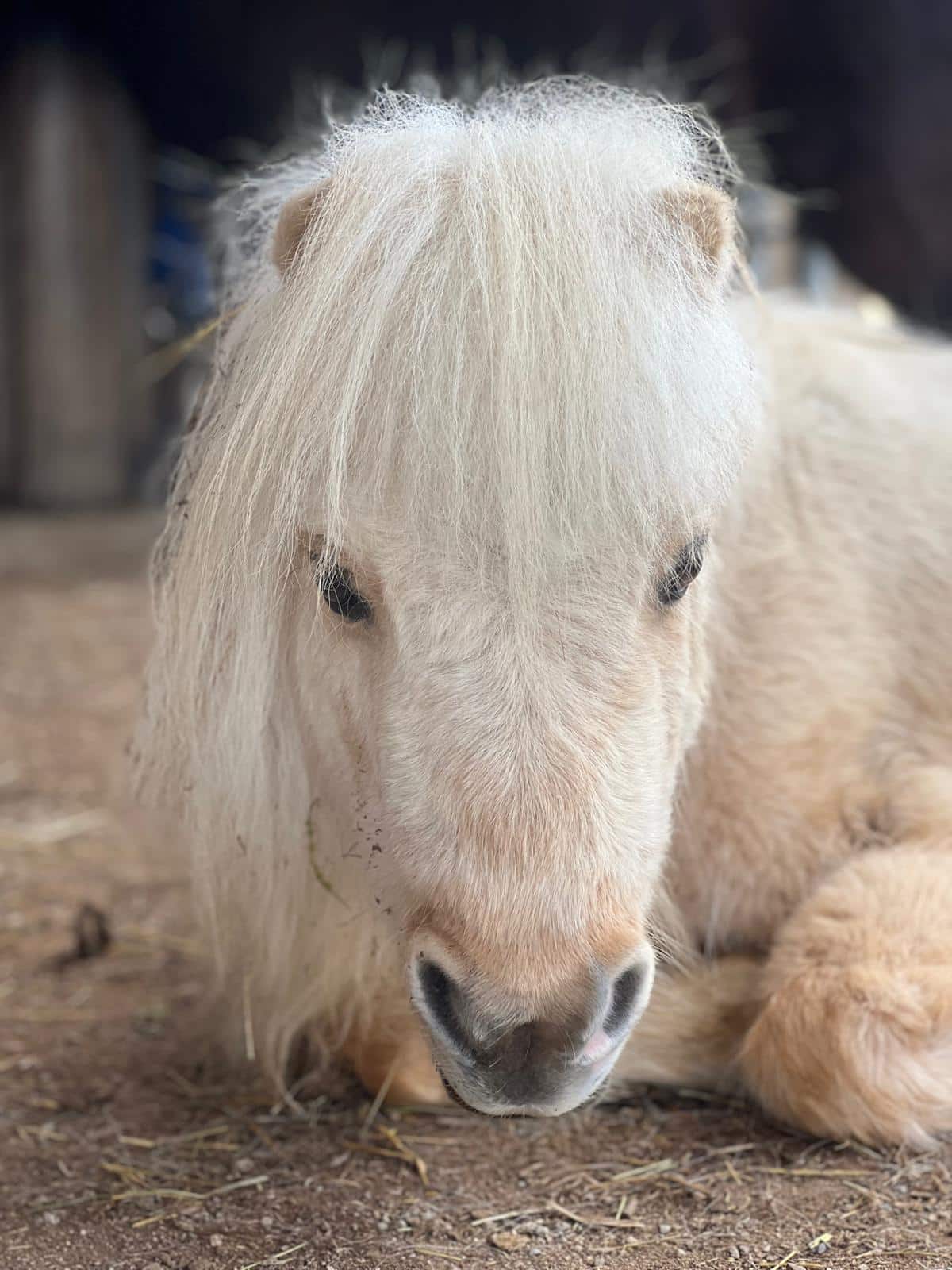 Unsere Tiere Zorro Shetlandpony